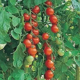 Pack X6 Tomato Plug Plants 'Gardeners Delight' Vegetable Plug Plants • £3.85