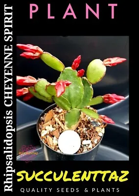 Rhipsalidopsis CHEYENNE SPIRIT EASTER CACTUS CACTI SUCCULENT No ZYGO Schlumberg • $9