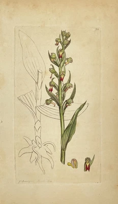 £49.05 • Buy Antique Flower Print - Botanical Art Print - Satyrium - James Sowerby