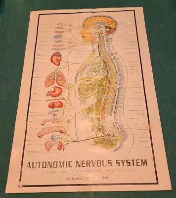 Vintage 1957 Autonomic Nervous System Poster Medical Chiropractic Chart 37 X 23 • $125