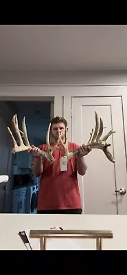 342” Whitetail Deer Antlers Sheds • $399