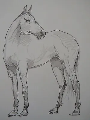 Original Equestrian Expressive Pencil Drawing Sketch Of A Horse Standing • £29.99