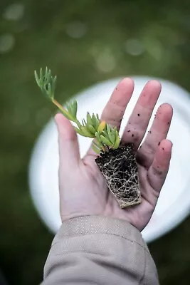 Lilac Lampranthus Ice Plant - Well-rooted Plugs (hardy Succulent) • £2.99