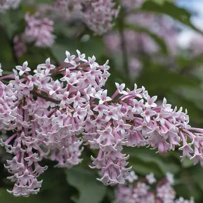 T&M Lilac Fragrant Trio Collection Hardy Shrub Garden Plant 3 Varieties 9cm Pots • £13.99