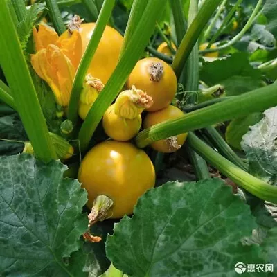 Golden Nugget Zucchini Rare Sweet Tender Very Good Yield Easy Grow F1 Seeds 5 • $3.99