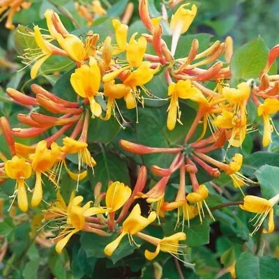 Lonicera X Tellmanniana Flowering Honeysuckle Climber • £3.99