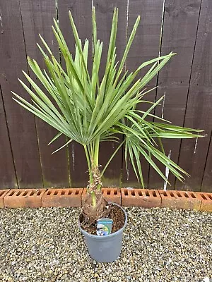 Trachycarpus Fortunei Palm Tree Plant Winter Hardy  70cm Tall • £30