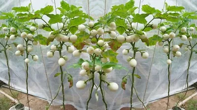 15 White Egg Aubergine Seeds • £2.39