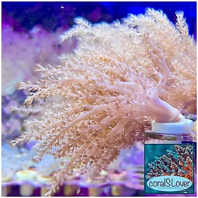 Live Coral Pink Spaghetti Leather Coral (Sinularia) Frag.  CoralSLover  • $24.95