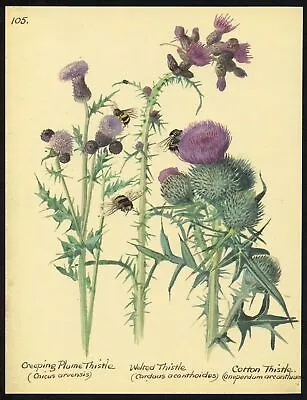 Edith Holden BUMBLE BEES On THISTLES Vintage Repro 1906 Botanical Print • $18