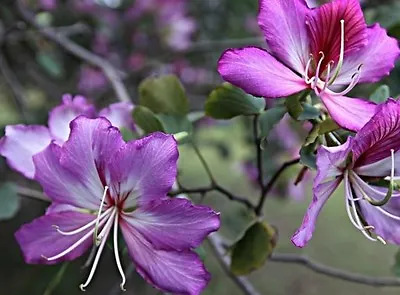 $7.99 • Buy Orchid Tree, Bauhinia Purpurea, Butterfly Tree, Purple Flower X (3 Seeds)