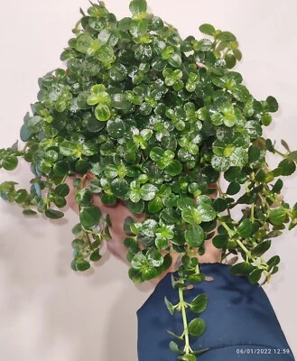 £6.99 • Buy Rare Pilea Depressa (Artillery /Gun Powder Plant) Trailing Indoor Plant Cutting