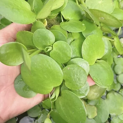 50+ Leaf Amazon Frogbit Live Aquarium Floating Plant Buy 2 Get 2 Free • $10.95