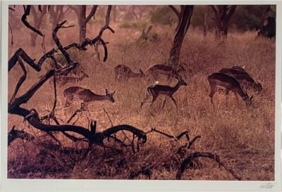 $1499.99 • Buy ERNST HAAS Kenya, 1970