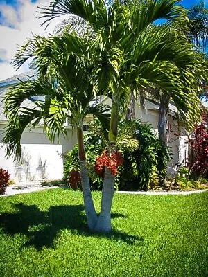 Adonidia Merilli Christmas Palm Live Palm Ready To Plant • $12