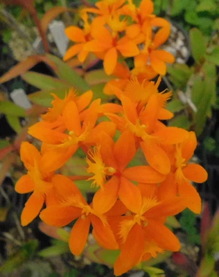 $12 • Buy Epidendrum Rosedale Gold 'Mango' Near Flowering Size