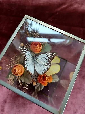 £10 • Buy Vintage Taxidermy Butterflies With Silk & Dried Flowers In Glass Display Box