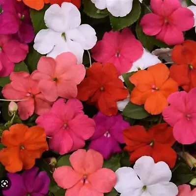 24 Impatiens Beacon Mixed  Bizzie Lizzie  Basket Bedding Patio Plug Plants • £8