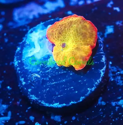 Cornbred's Rainbow Jawbreaker Mushroom - WYSIWYG - Frag - LIVE CORAL • $99.99