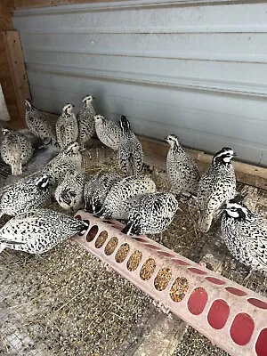 12 Snowflake Bob White Quail Hatching Eggs NPIP • $11