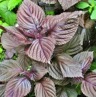 Purple Shiso Seeds 100+ Perilla Herb Asian Mint Cuisine Annual USA FREE SHIPPING • $1.99