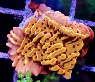 Live Coral Slow Burn Montipora  TCD The Coral Dragon. • $30