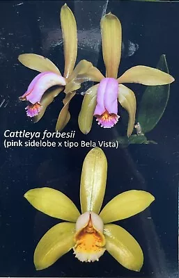 Cattleya Forbesii 'Pink Sidelobe' X 'Bela Vista' - SPECIES • $25