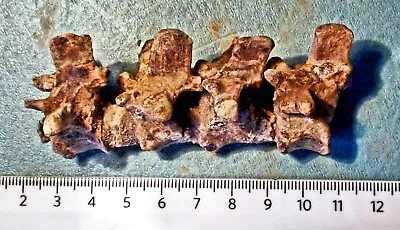 4 X Dinosaur Vertebrae - Psittacosaurus Mazongshanensis: Cretaceous Mongola • $250