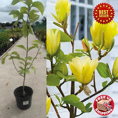 Magnolia Yellow Bird Tulip Tree 5L Pot Rare UK Tree Deciduous Plant 60-70cm Tall • £67.75