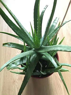 Aloe Vera Plant - Large Live Medicinal Aloe Plant 1 - 2 Year Old Plant • £100