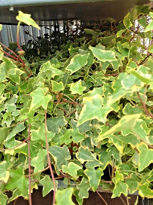 £7.99 • Buy Ivy (Hedera ) Varigated A Great Climber Or Ground Cover.