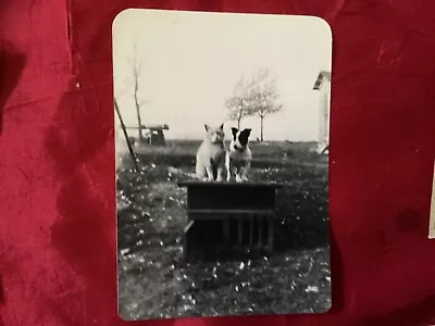 VINTAGE PHOTO My Grandfather's Dog & Cat Mutt & Jeff • $3