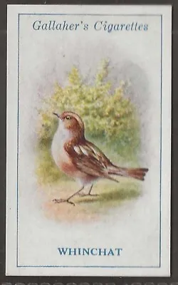 Gallaher-british Birds 1923 (by George Rankin)-#010- Whinchat • £2.99