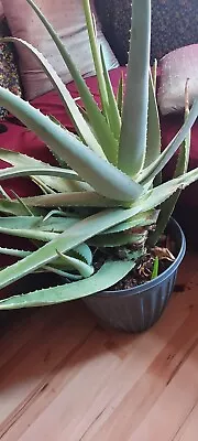 Aloe Vera Leaves Freshly Cut To Order Organic Medicinal Plant Natural Remedy • £9.99