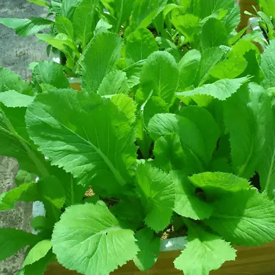 500 Seeds Asian Mustard Green/ Mustasa / Gai Choy/ Bẹ Xanh ăn Bánh Xèo • $3