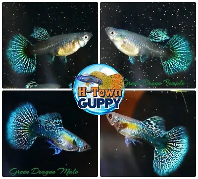 $30.95 • Buy 1 TRIO - Live Aquarium Guppy Fish High Quality - Green Dragon - USA SELLER