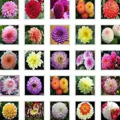 US-Seller Rare Beautiful Perennial Dahlia Flowers Seeds 20PCS Mix Color. • $5.95