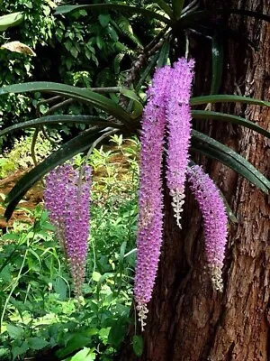 Vandaceous Orchid Species Rhynchostylis  Retusa   'Dark Form  -  Burma '. • $30