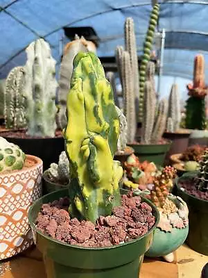 Rare Cactus - Myrtillocactus Geometrizans Fred Variegated • $89.99