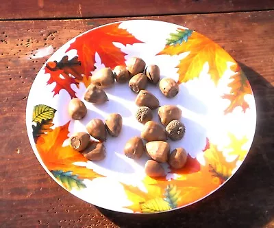  nice White Oak Acorns For Use As Deer Candy Or Wild Turkey Candy  • $20