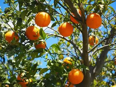 20 TANGERINE Mandrin Orange Citrus Reticulata Fruit Tree Seeds • $3