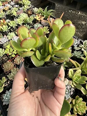 Crassula Ovata Green Jade Plant ‘Money Tree’ Live Plant In 2” Inch Pot W/ Soil • $11.99