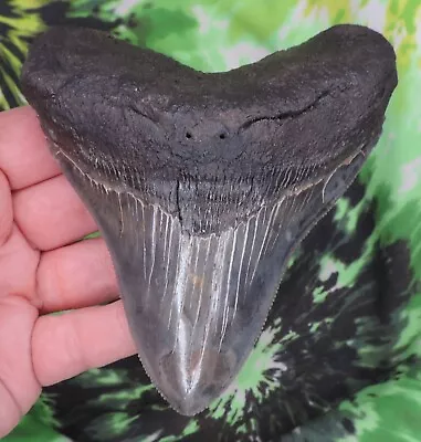 Megalodon Sharks Tooth 4 5/8  Inch Fossil Sharks Teeth Tooth • $20.50