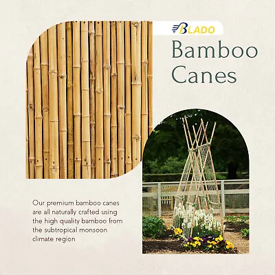 Bamboo Cane Heavy Duty Garden Canes Thick Quality Veg Flower Plant Support Stake • £8.61