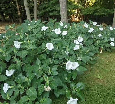 Bushy Moonflower Variety-  10 Seeds • $2.50