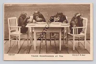 Postcard UK Young Chimpanzees At Tea Zoological Society  London FW Bond B (I10) • £6.99
