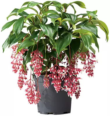 **MAGIC** Magnifica Medinilla Plant~Live Well Rooted STARTER Plant~ VERY RARE • $29.99