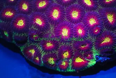 Cornbred's Alien Eye Favia - 2-3 Eye Frag - LIVE CORAL • $29.99