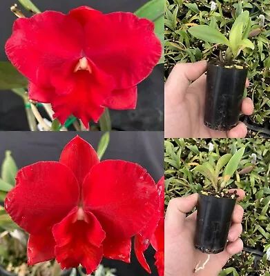 $12 • Buy RON Orchid Cattleya Rth. Warren's Jewel 'Red Delight' X Sib 50mm HYBRID Tube 