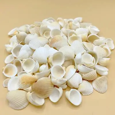 1kg White Cockle Shells For Beach Decor And Crafts • £19.32